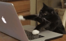 A cat writing a statement of purpose