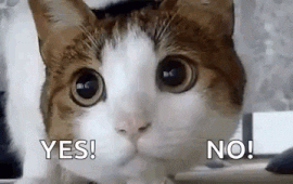 A cat confused about statement of purpose