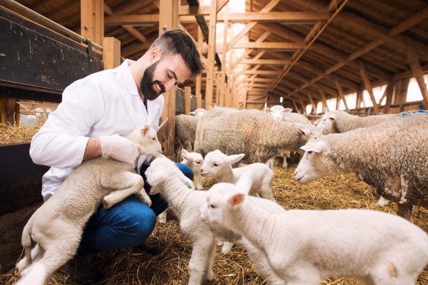 veterinarian