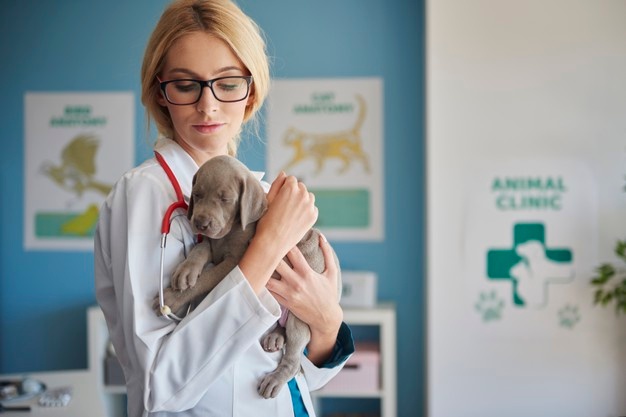 veterinary-doctor
