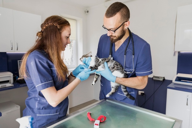 vets-at-work