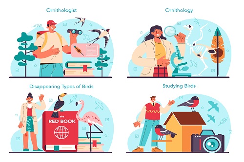 Careers options as an ornithologist